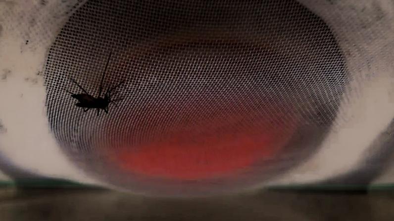 Na imagem, a tela usada para treinar os mosquitos durante a pesquisa (Romina Barrozo/Reprodução)