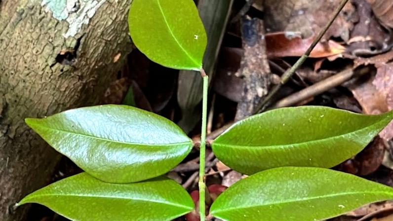 Composto de planta brasileira combate vírus da Covid, aponta estudo