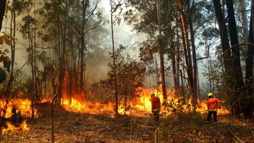 Cientistas apontam provável ano recorde de incêndios florestais globais