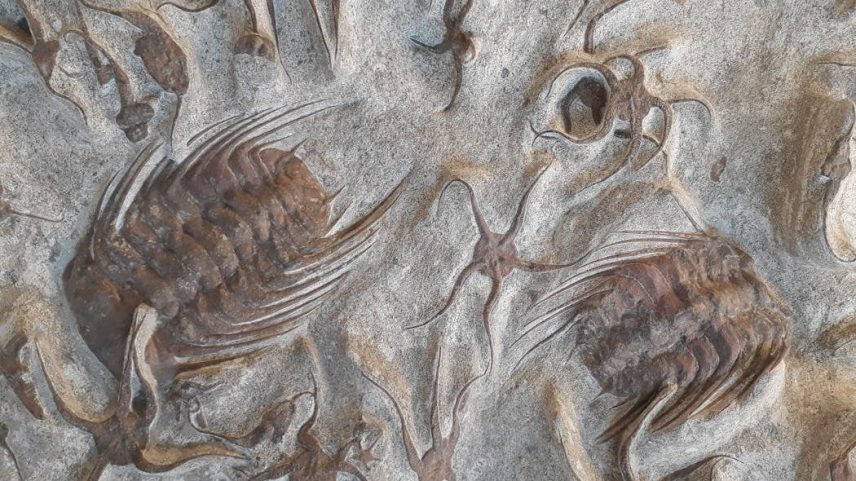 A pesquisa em paleopatologia revela que a fragilidade sempre fez parte da vida na Terra