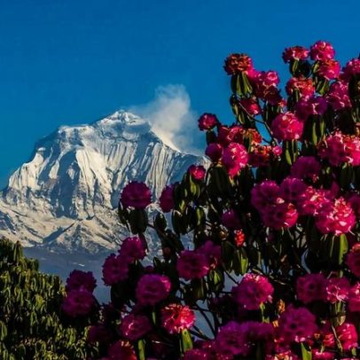 Turismo de rododendros no Nepal fomenta preocupações com o álcool
