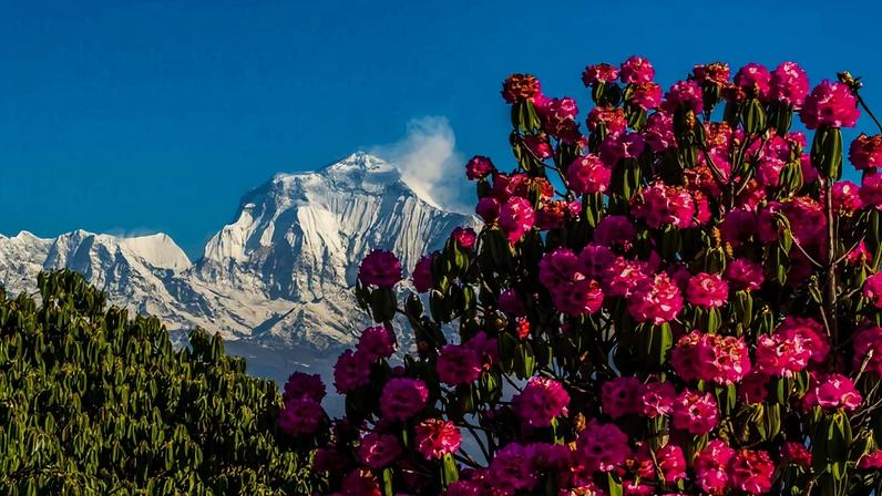 Turismo de rododendros no Nepal fomenta preocupações com o álcool