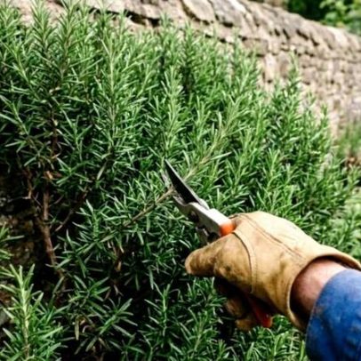 Três plantas de cheiro forte repelem camundongos no quintal