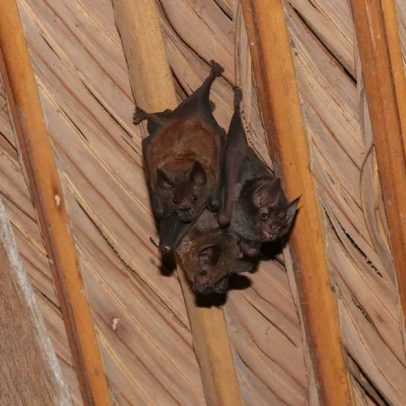 Presença de morcegos em telhados de casas exige manejo adequado