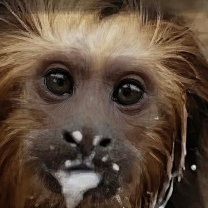 Mico-leão brasileiro adota tamanduá como pai em zoológico