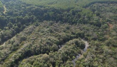 Dia Nacional da Mata Atlântica: Brasil preserva apenas 24% do bioma original