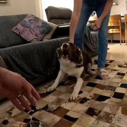 Adestrador Marcelo MestreDog explica por que cães laten para visitas