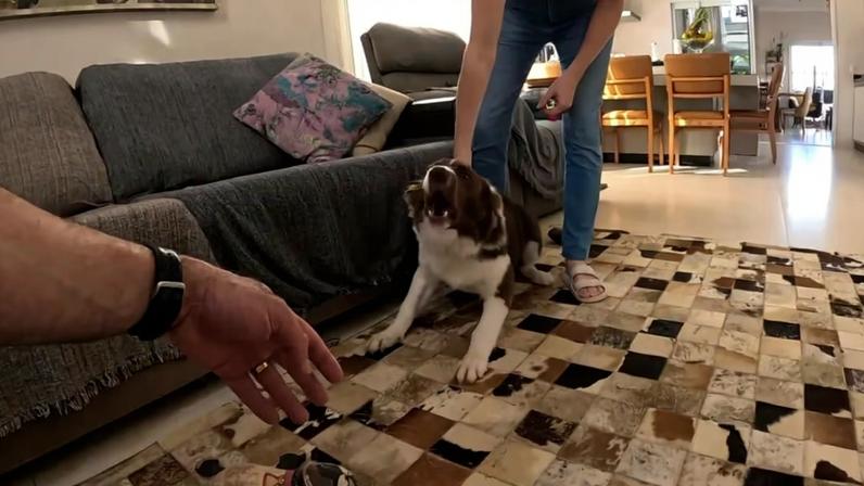Visitas em casa podem virar um desafio quando o cachorro não foi socializado da forma correta