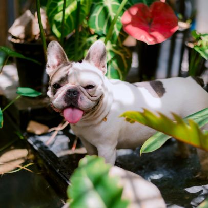 Cinco plantas que podem colocar a saúde do seu pet em risco