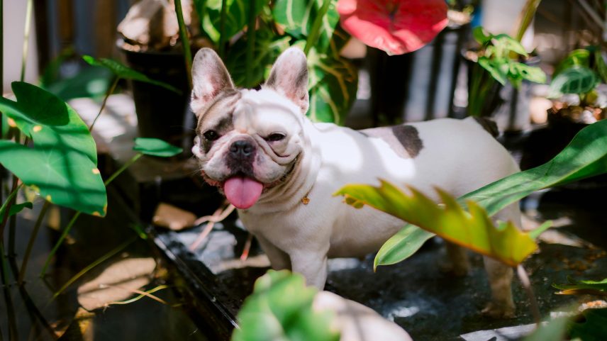 Cinco plantas que podem colocar a saúde do seu pet em risco