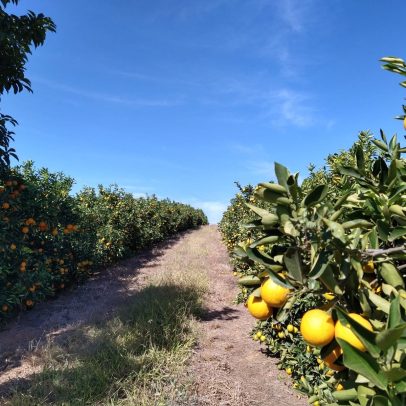 Pesquisas impulsionam nova fase da fruticultura na Zona da Mata Mineira