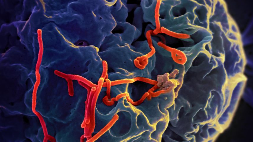Ebola: o que saber sobre surto na RD Congo