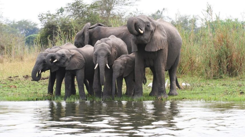 Elephants (Loxodonta africana) in Malawi in 2006. Image by st georges via Flickr (CC BY-NC-ND 2.0)