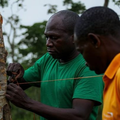 Alertas por rádio e satélite ajudam agricultores zambianos a conviver com animais