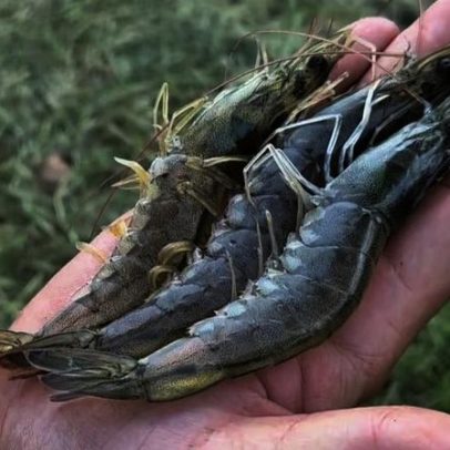 Cidade do Agreste de Pernambuco ganha destaque com carcinicultura