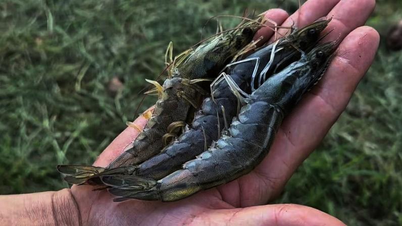 Produtor deixa a agricultura para se dedicar ao camarão