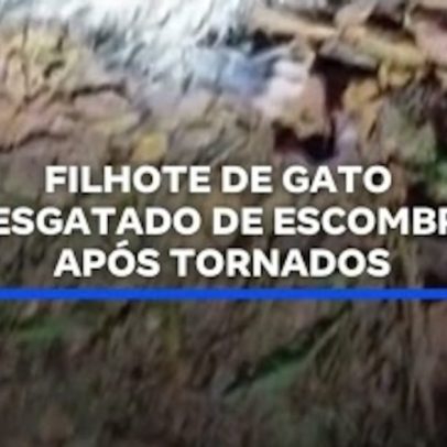 Filhote de gato é resgatado de escombros após tornados