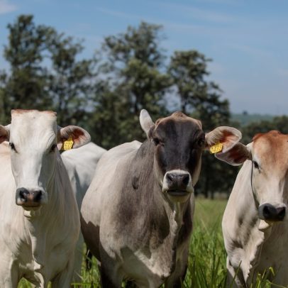Brasil se aproxima do limite de exportação de carne para a China e pode redirecionar fluxos