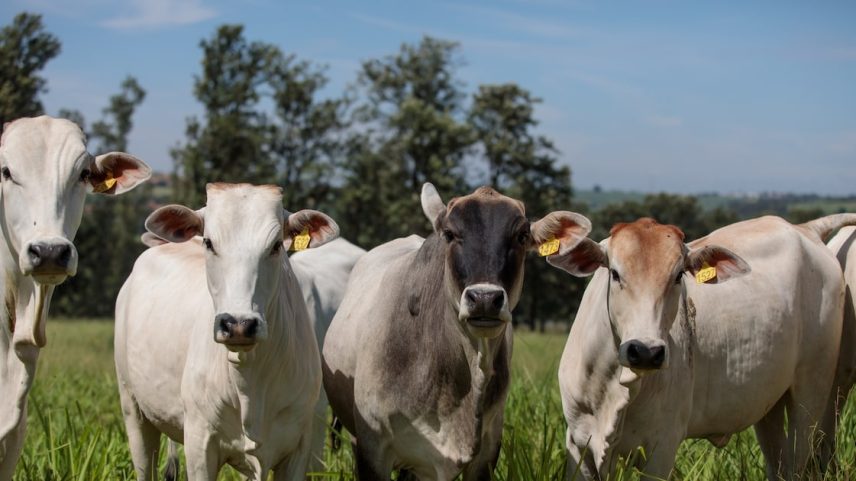 Restrição da China à carne bovina pressiona setor no Brasil e leva frigoríficos a buscar novos destinos