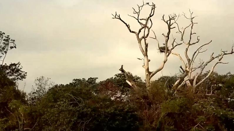 Todos os biomas brasileiros registraram queda no nível de desmatamento