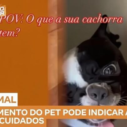 Ansiedade em cães pode alterar comportamento e requer atenção