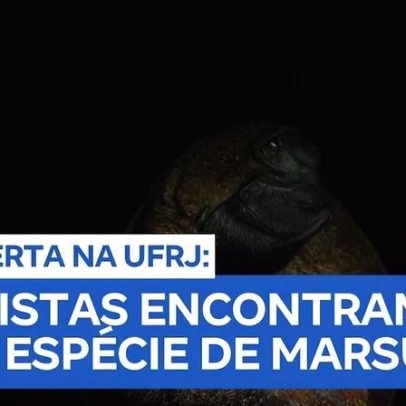 UFRJ identifica nova espécie de marsupial em Macaé