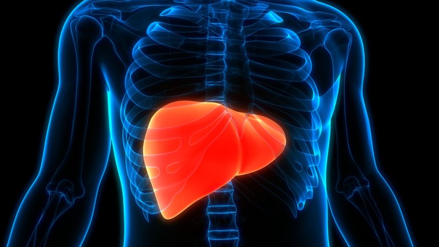 Ilustração colorida de fígado em esqueleto humano - Hepatologista lista sinais de que você pode ter gordura no fígado - Metrópoles
