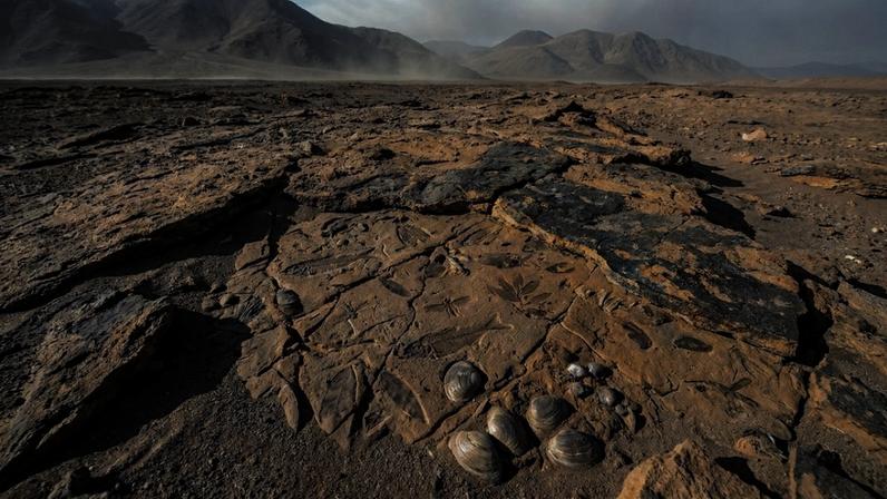 Camadas fossilíferas do Atacama revelam antigo leito de lago