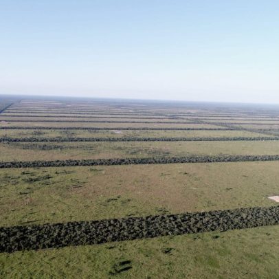 Paraguai amplia reserva no Gran Chaco; desmatamento continua em alta