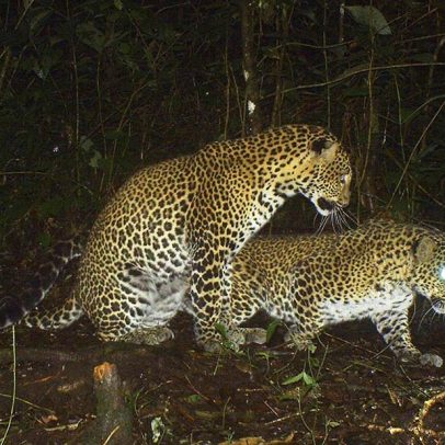 Reflorestamento pode ajudar leopardos de Java a sobreviver, aponta estudo