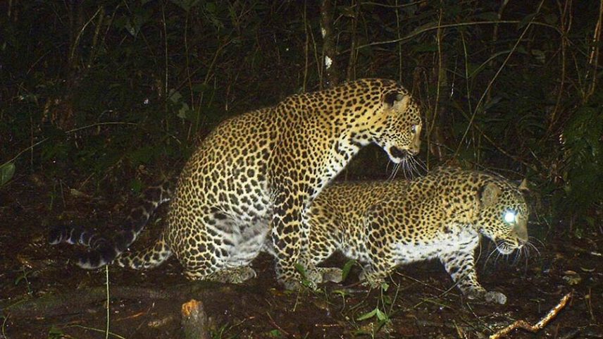 Reflorestamento pode ajudar leopardos de Java a sobreviver, aponta estudo