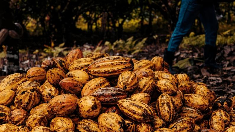 Fotos coloridas de cacau e chocolate em Ilhéus na Bahia - Metrópoles