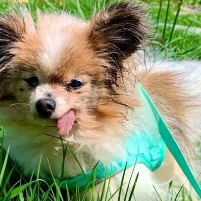 Lazare, o cão mais velho do mundo, morreu semanas após o dono