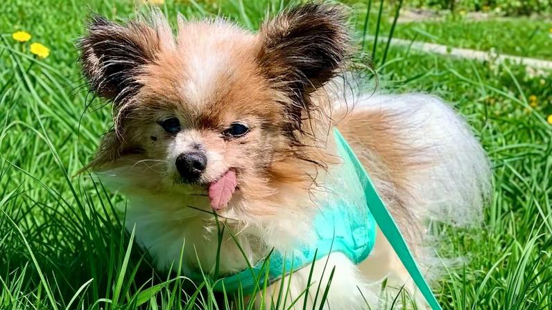 Lazare, o cão mais velho do mundo, morreu semanas após o dono