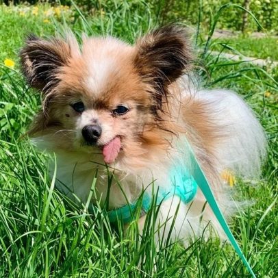 Lazare, o cão mais velho do mundo, morre semanas após o dono