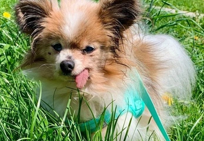 Lazare ainda aguarda reconhecimento do Guinness como cão mais velho do mundo