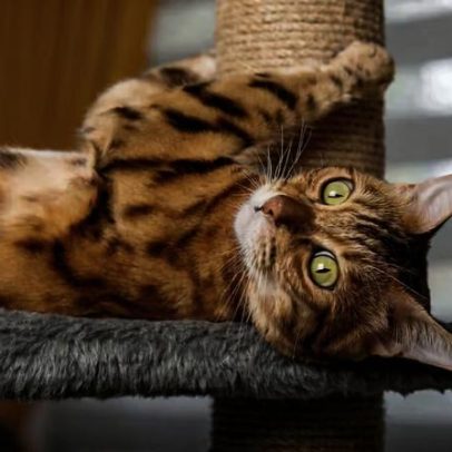 Sete dicas para gastar a energia do gato em casa