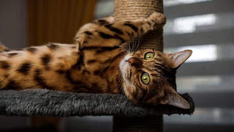 7 dicas para gastar a energia do gato em casa