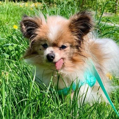 Cachorro idoso de 31 anos adotado na França pode bater recorde mundial