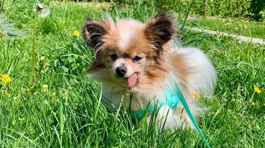 Cachorro idoso de 31 anos adotado na França pode bater recorde mundial