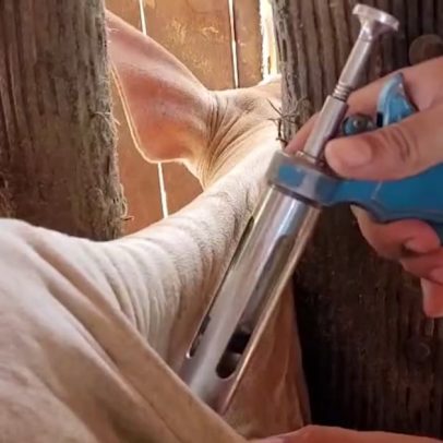 Casos de raiva bovina em Mato Grosso alertam para imunização