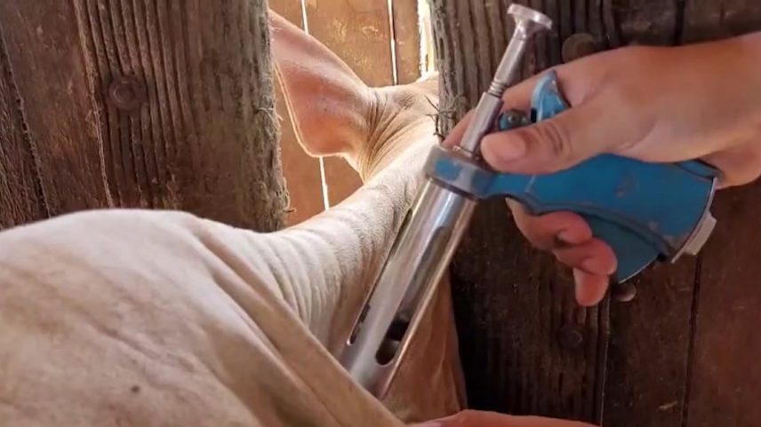 Casos de raiva bovina registrados em Mato Grosso acendem sinal de alerta