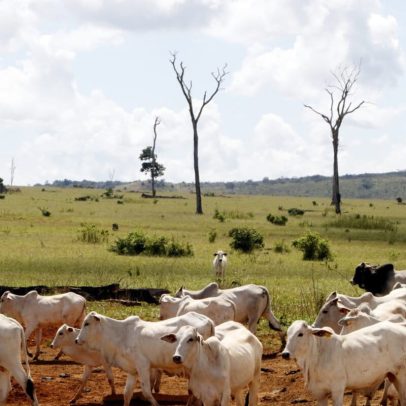 Alegações climáticas de carne e laticínios são greenwashing, aponta estudo