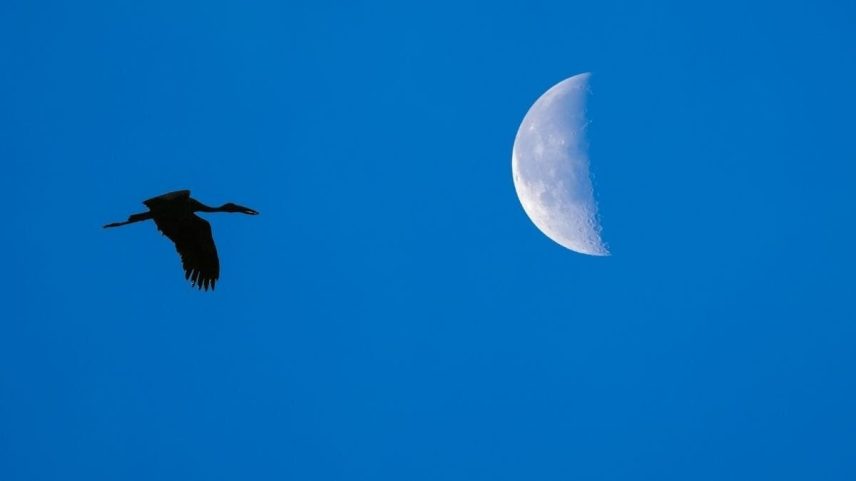 Aves noturnas dependem da luz da lua para caçar e sobreviver (Imagem: Getty Images via Canva)