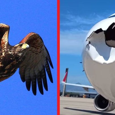 Aeronáutica usará gaviões para evitar acidentes com aeronaves