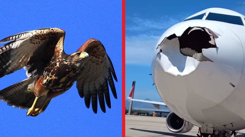 O gavião-asa-de-telha e o Airbus atingido por pássaro no ano passado - (wikiaves/Reprodução)