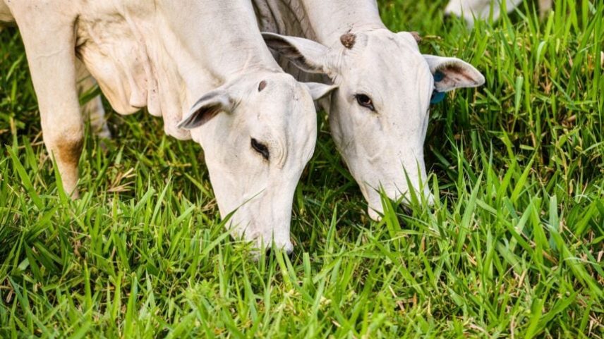 Vacina contra clostridiose está em falta?