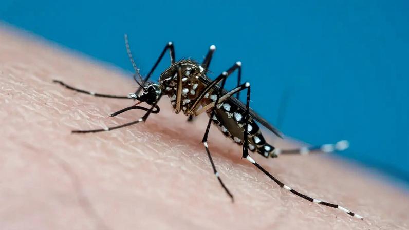 LIVRE E SOLTO - O mosquito 'Aedes aegypti': afeito às mudanças climáticas e à inépcia oficial