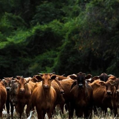 UE suspende importações de carne e animais do Brasil