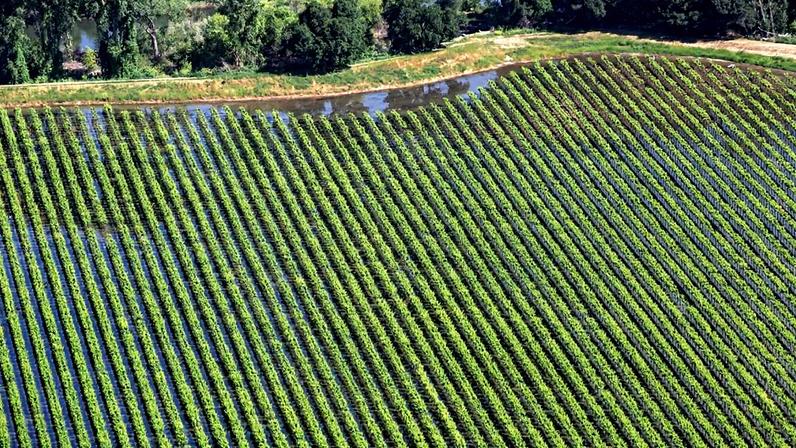 PLANTAÇÃO - Agricultura: o setor pode resistir às bruscas oscilações